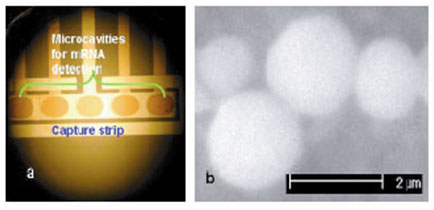 a) Preliminary design of the hybrid chip. The
  oval cavities for the mRNA assay are 150 μm x 200 μm while the dimensions
  of the gold strip for the oocyte capture are 1.4 mm long and 100 μm wide.
  b) The captured oocysts (Waterborne, LA) were small as seen from the SEM after
  oocysts were captured on the hybrid chip.