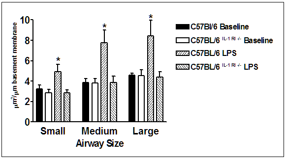 Figure  15. Airway Size