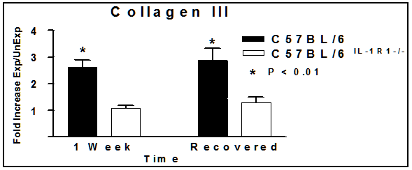 Figure 16. Collagen III Gene Expression