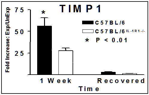 Figure 17. TIMP1 Expression