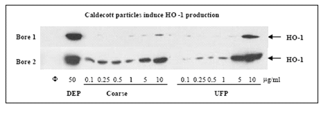 Caldecott particles induce HO-1 production.