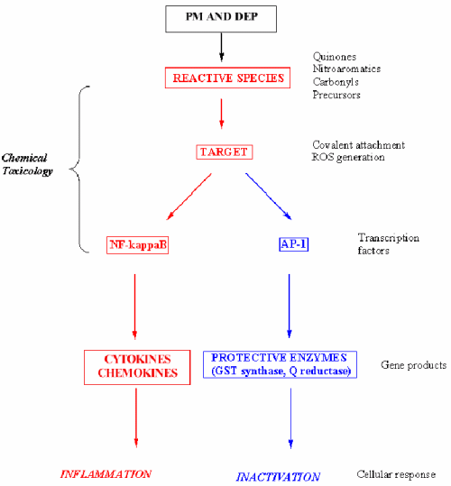Figure 1. Mechanistic Features of Toxicity