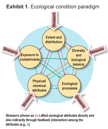 Exhibit 1. This exhibit shows a simple paradigm for understanding ecological condition. The exhibit shows five interconnected elements: extent and distribution; diversity and biological balance; ecological processes; physical/chemical attributes; and exposure to contaminants. Each of these five elements interacts with all the other elements. Stressors, depicted as arrows, are shown affecting all five attributes directly, and also indirectly through feedback and interaction among the attributes.