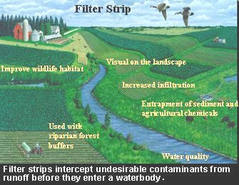 Illustration of a filter strip: filter strips intercept undesirable contaminants from runoff before they enter a waterbody