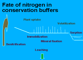 Diagram showing fate of nitrogen in conservation buffers