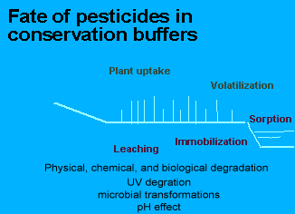 Diagram showing fate of pesticides in conservation buffers