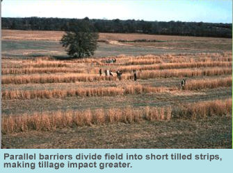 Photo of parallel barriers dividing field into short tilled strips, making tillage impact greater