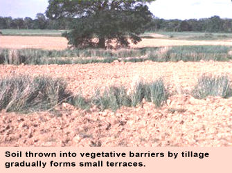 Photo of tillage terraces: soil thrown into vegetative barriers by tillage gradually forms small terraces