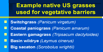 Example of native US grasses used for vegetative barriers--Switchgrass (Panicum virgatum), Coastal panicgrass (Panicum anarum), Eastern gamagrass (Tripsacum dactyloides), Basin wildrye (Leymus cinerus), Big sacaton (Sorobolus wrightii)