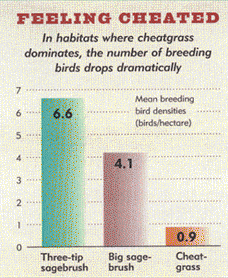 chart showing decrease in bird breeding in presence of cheat grass