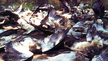 photo of many dead Swainson's Hawks