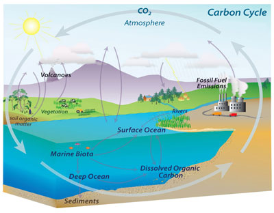 Illustration of the carbon cycle. Carbon cycles through the atmosphere, soils and the ocean.
