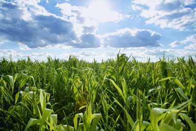 Photo of a field of corn stalks.