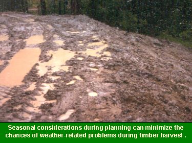 Photo showing a muddy forest road: considering local and seasonal climate during planning can minimize the chance of weather-related problems during timber harvest.