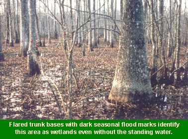 Photo of flared trunk bases in wetland: Flared truck bases with dark, seasonal flood marks identify this area as wetlands even without the standing water.