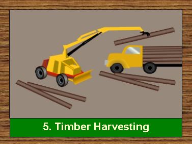 5. Timber Harvesting