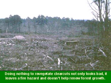 Photo of a clearcut forest: Doing nothing to revegetate clearcuts not only looks bad, it leaves a fire hazard and doesn't help renew forest growth.