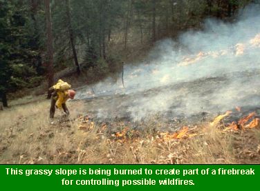 Photo of a fire management technician creating a firebreak to control wildfires: This grassy slope is being burned to create part of a firebreak for controlling possible wildfires.
