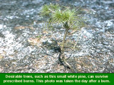 Photo of a small white pine sapling that survived a burn: Desirable trees, such as this small white pine, can survive prescribed burns. This photo was taken the day after a burn.