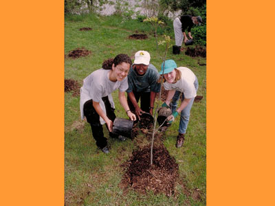 Three girls planting a tree