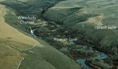 photo showing riparian zone, upland zone and waterbody channel