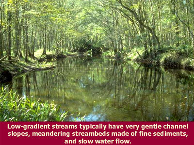 Low-gradient streams typically have gentle channel slopes, meandering streambeds made of fine sediments, and slow water flow.