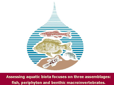 Assessing aquatic biota focuses on three assemblages: fish, periphyton and benthic macroinvertebrates.
