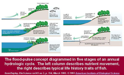 The flood pulse concept diagrammed. It contains the five stages of an annual hydrologic cycle and describes nutrient movement and the typical life history traits of fish.