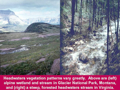 Headwater vegetation patterns: an alpine wetland and stream in Glacier National Park, MO and a steep, forested headwaters stream in VA.