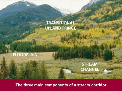 The three main components of a stream corridor.