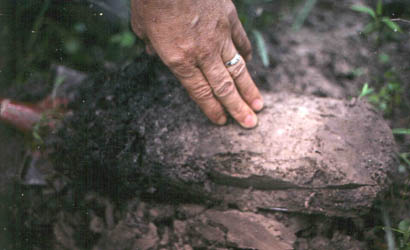 soil sample