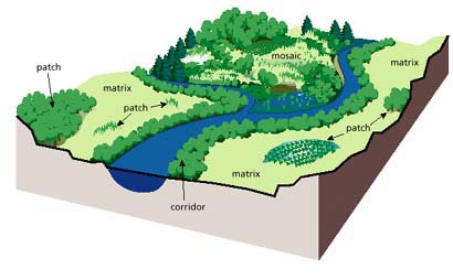 graphic showing landscape patterns including matrix, patch, and mosaic
