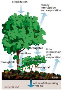 graphic illustrating that before precipitation reaches the ground, it interacts with vegetation