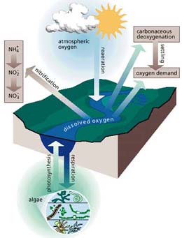 Interactions of the carbon and nitrogen cycles with stream biota and the resulting influence on dissolved oxygen.