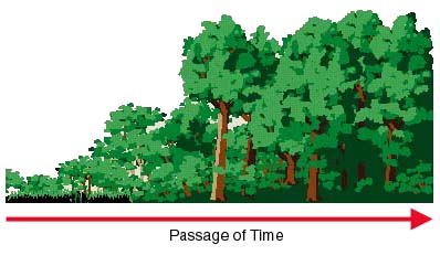 passage of time chart showing the ecological succession of a forest