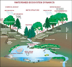 Watershed Ecosystem Dynamics