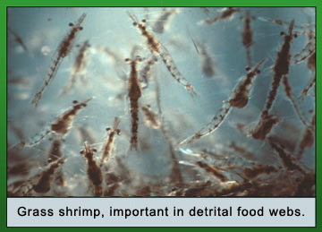 Photo of Grass shrimp, important in detrital food webs.