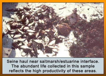 Photo of Seine haul near saltmarch/estuarine interface. The abundant life collected in this sample reflects the high productivity of these areas.