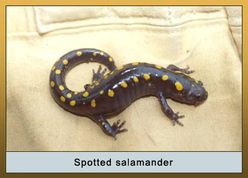 Photo of spotted salamander.