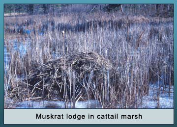 Photo of muskrat lodge in cattail marsh.