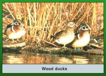 Photo of Wood ducks