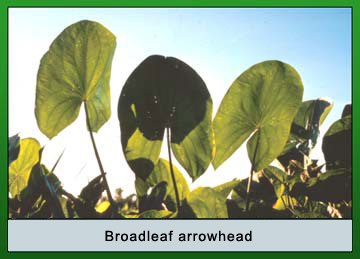 Photo of Broadleaf arrowhead