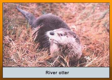 Photo of a River otter
