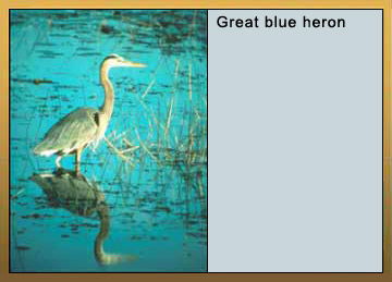 Photo of a Great blue heron