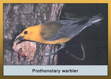 Photo of a Prothonotary warbler