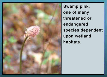 Photo of swamp pink, one of many threatened or endangered species dependent upon wetland habitats.