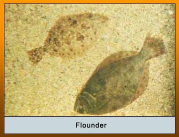 Photo of Flounder