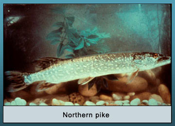 Photo of Northern pike