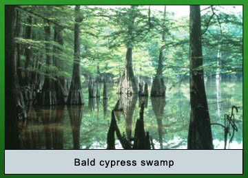Photo of bald cypress swamp