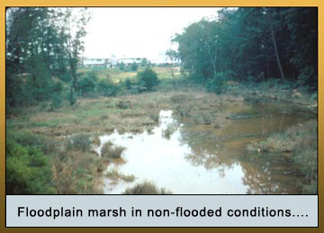Photo of floodplain marsh in non-flooded conditions. . . .